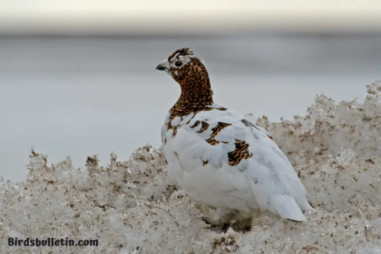 Alaskan Willow Ptarmigan Overview