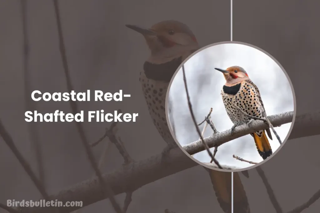 Overview Of The Coastal Red Shafted Flicker Birds Bulletin Coastal Red Shafted Flicker Overview 1024x683.webp