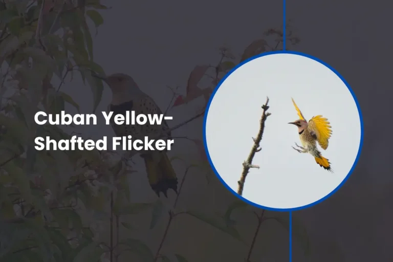 The Cuban Yellow-Shafted Flicker Overview
