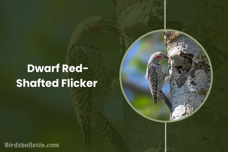 Overview Of The Dwarf Red-Shafted Flicker