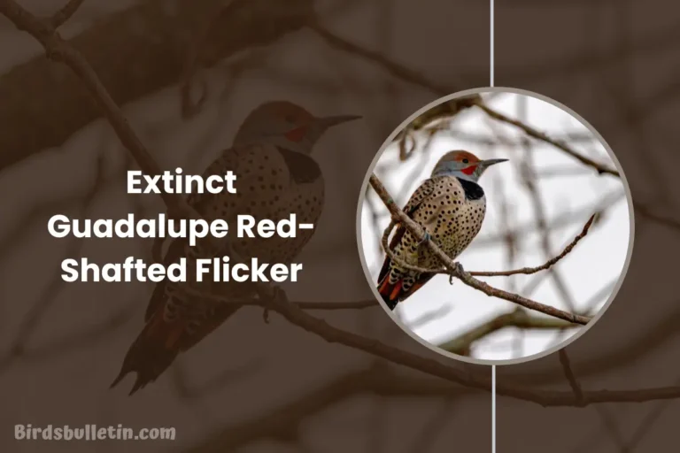 Overview Of the Extinct Guadalupe Red-Shafted Flicker