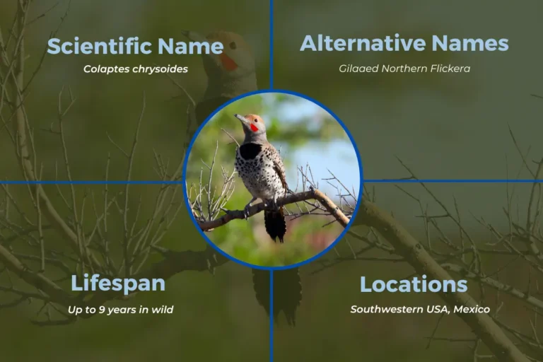 Gilded Flicker: Behavior, Migration And More