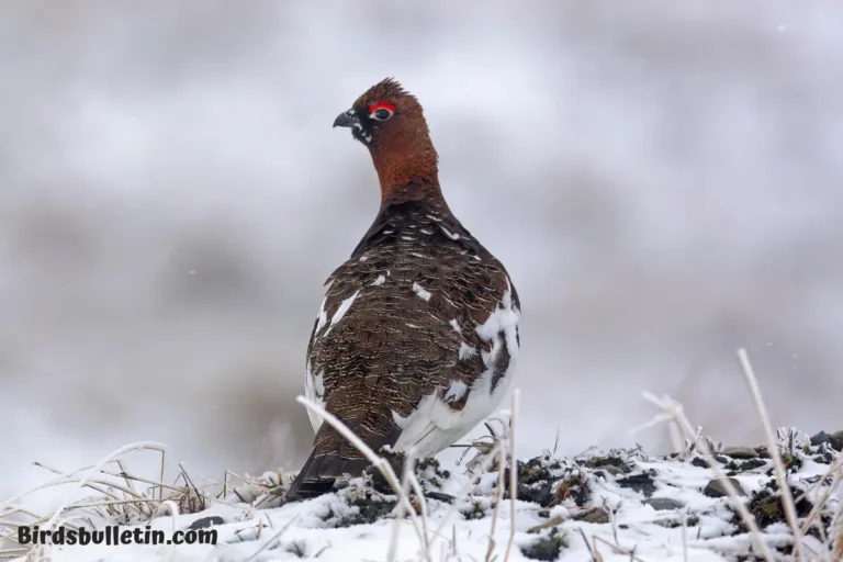 Greater Willow Ptarmigan Overview