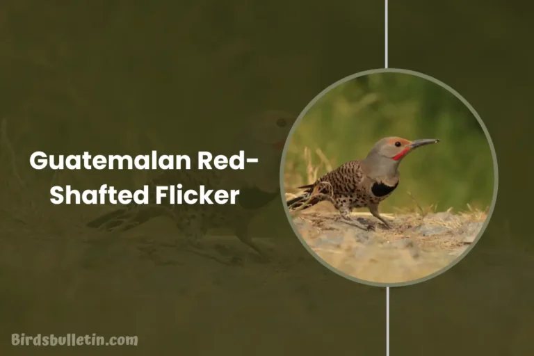 Overview Of The Guatemalan Red-Shafted Flicker