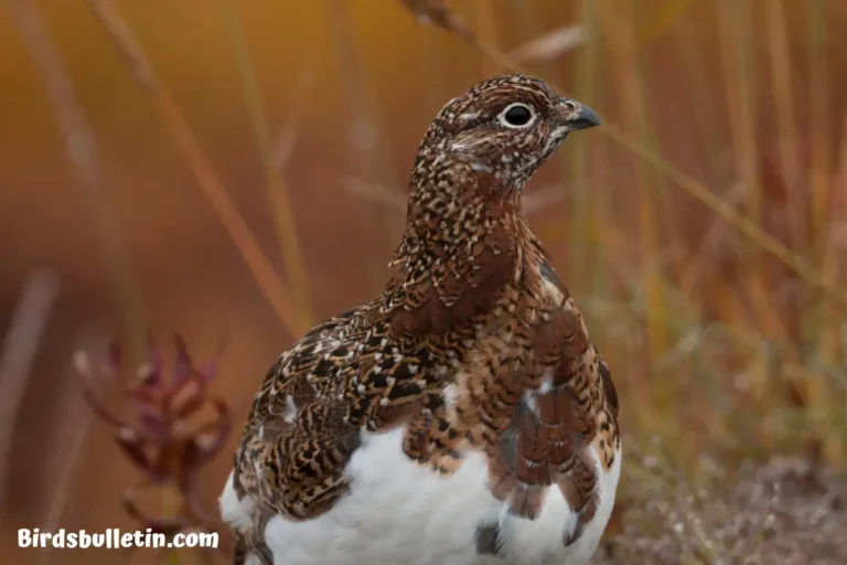Kamchatka Willow Ptarmigan Overview