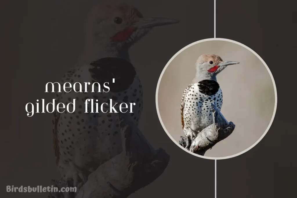 Mearns' Gilded Flicker Overview
