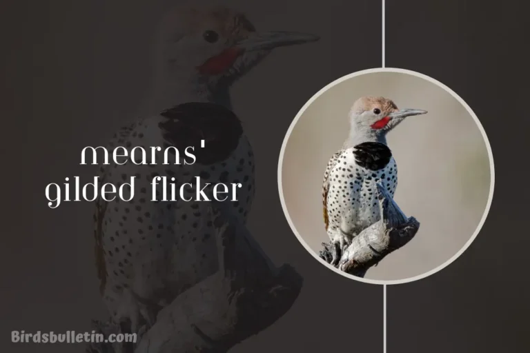 Overview Of the Mearns’ Gilded Flicker