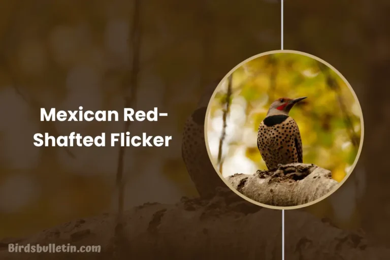 Overview Of The Mexican Red-Shafted Flicker