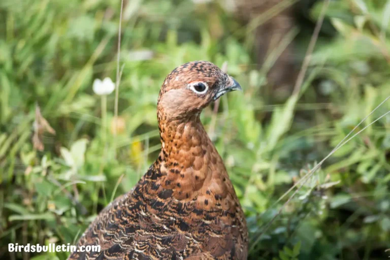 Mongolian willow ptarmigan Overview