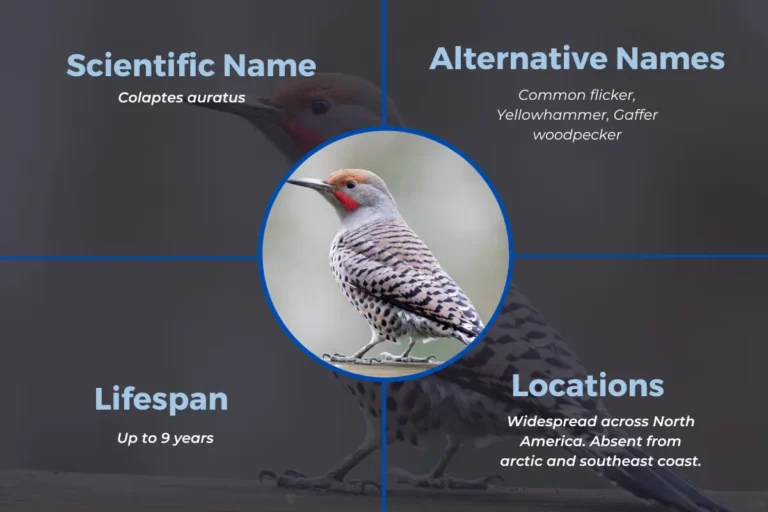 Northern Flicker: Overview And Behavior