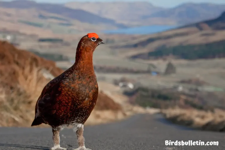 Red Grouse Overview