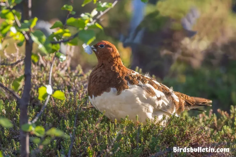 Russian Willow Ptarmigan Overview