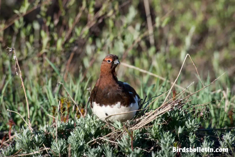 Siberian Ptarmigan Overview