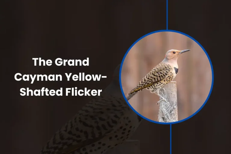 Grand Cayman Yellow-Shafted Flicker Overview