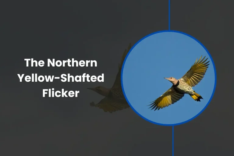 Northern Yellow-Shafted Flicker