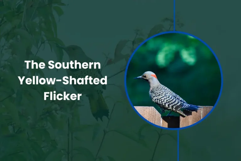 Southern Yellow-Shafted Flicker Overview