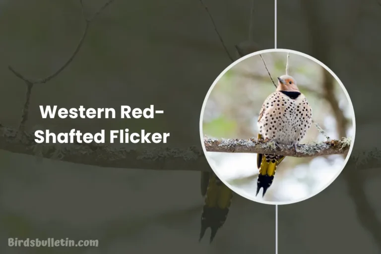 Overview Of The Western Red-Shafted Flicker
