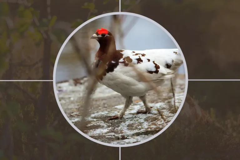 What Do Willow Ptarmigans Eat?