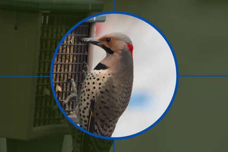 What Do Northern Flickers Eat?