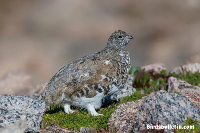 Lagopus Lagopus Leucoptera Overview