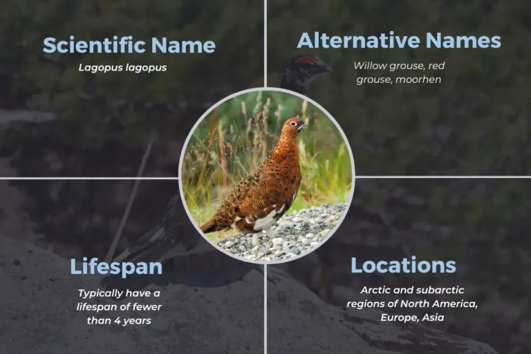 Willow Ptarmigan: Migration, Behavior And More