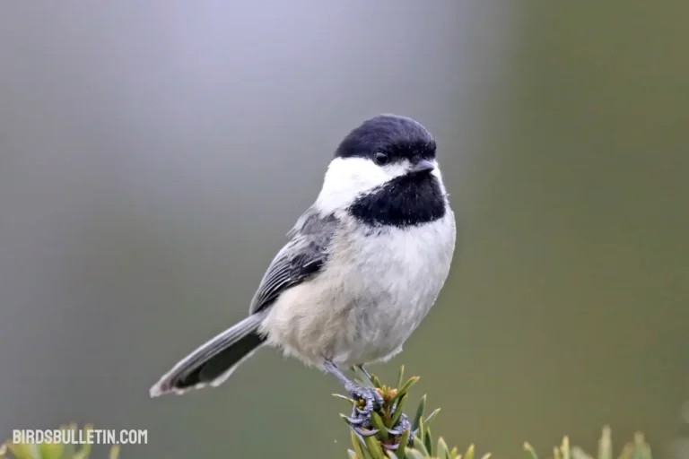 Chickadee Bird: Subspecies And More