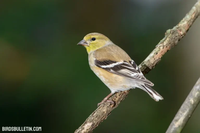 American Goldfinch: Subspecies And More