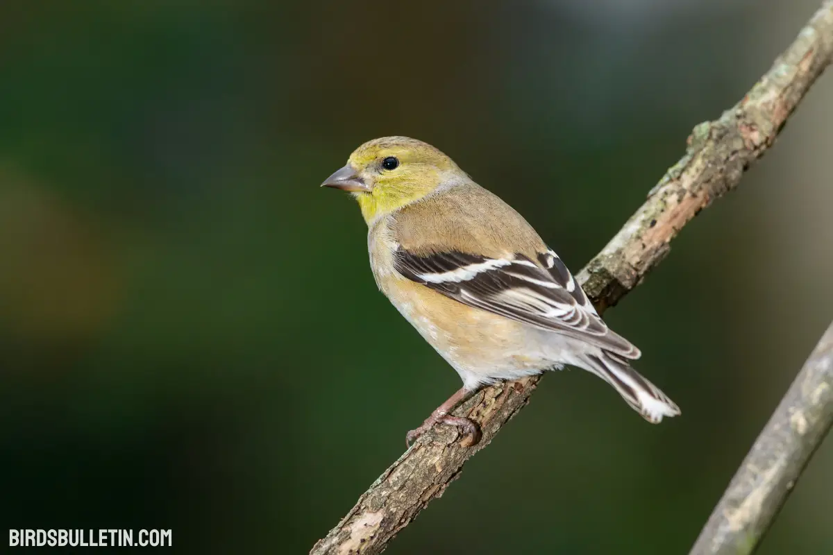American Goldfinch: Subspecies And More - Birds Bulletin