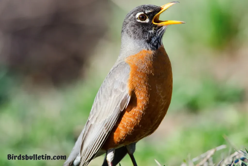American Robin Overview