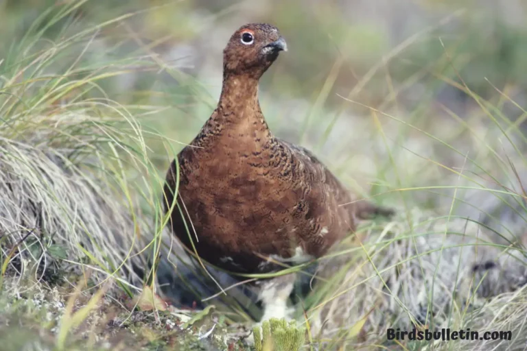 Artic Willow Ptarmigan Overview