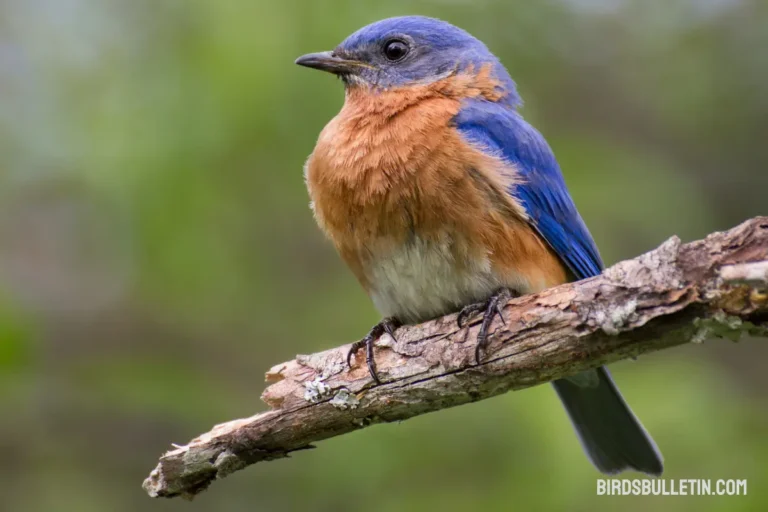 Bluebirds: Species And Interesting Facts