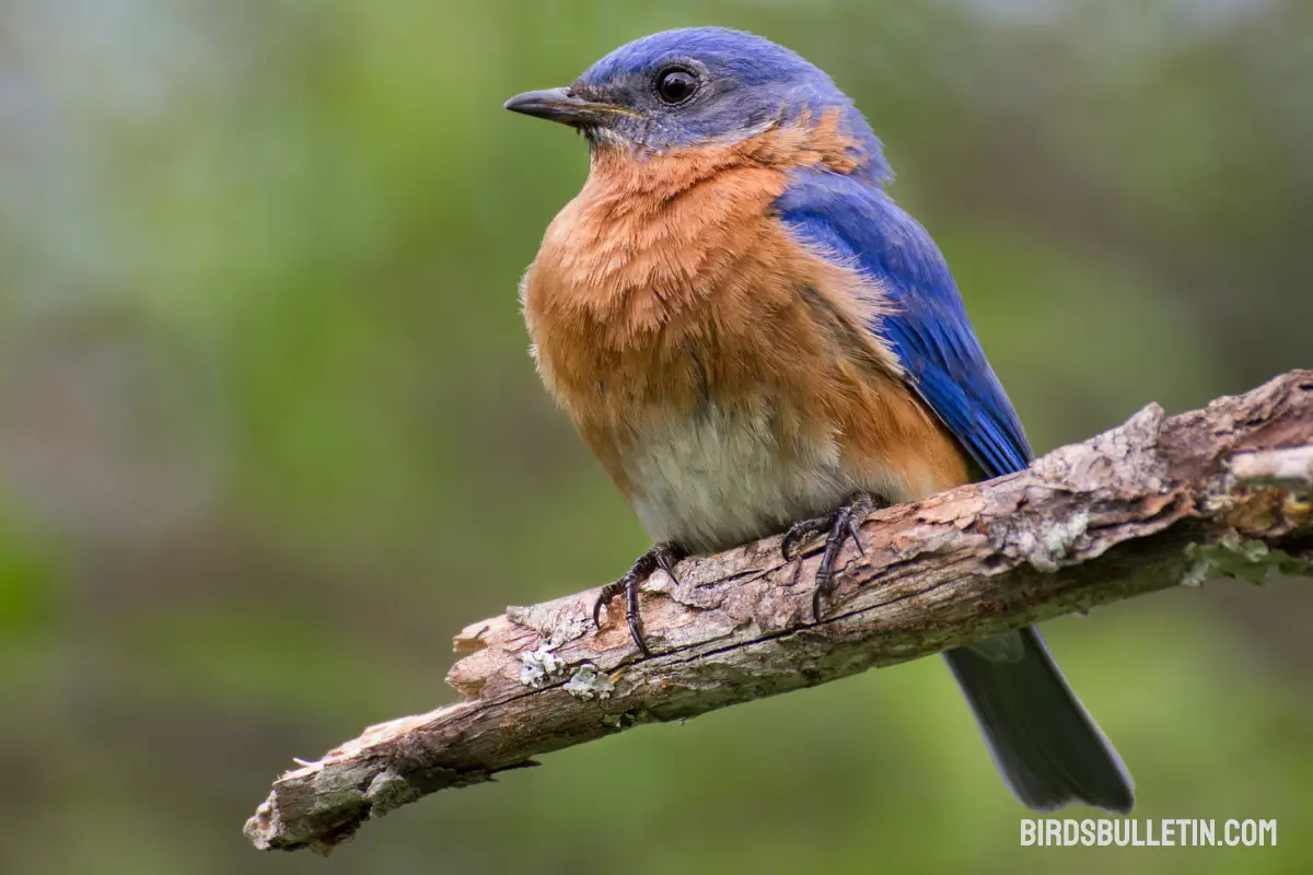 Bluebirds: Species And Interesting Facts - Birds Bulletin