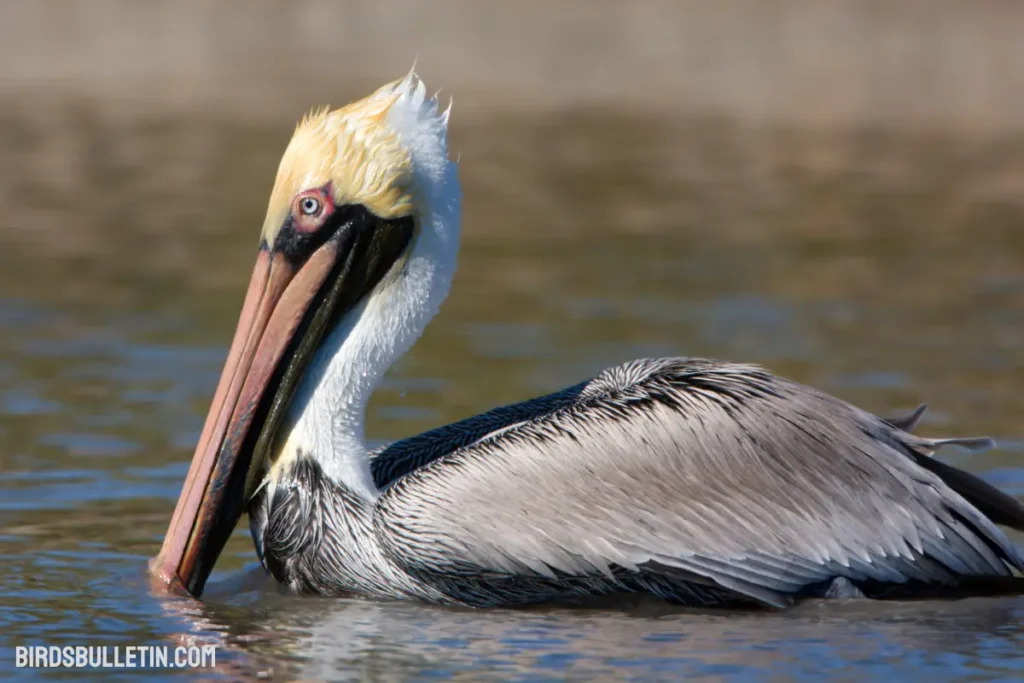 Brown Pelican: Behavior And Subspecies - Birds Bulletin