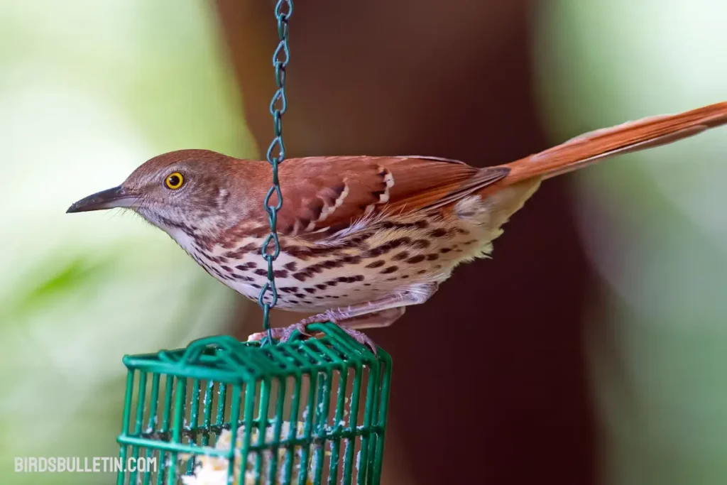 Brown Thrasher: Subspecies And More - Birds Bulletin