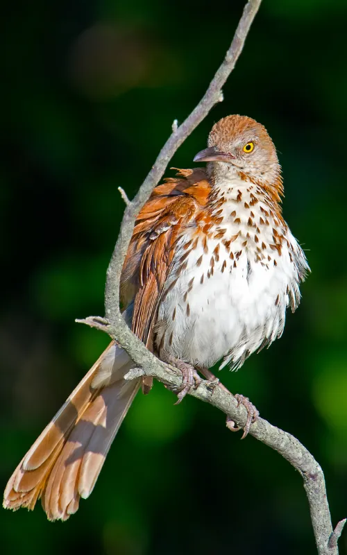 Brown thrasher - Birds Bulletin Home Page