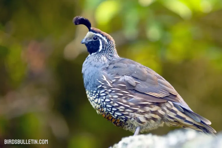 California Quail Overview (Callipepla California)