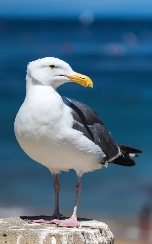 California gull - Birds Bulletin Home Page