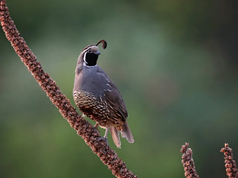 California quail by birds bulletin