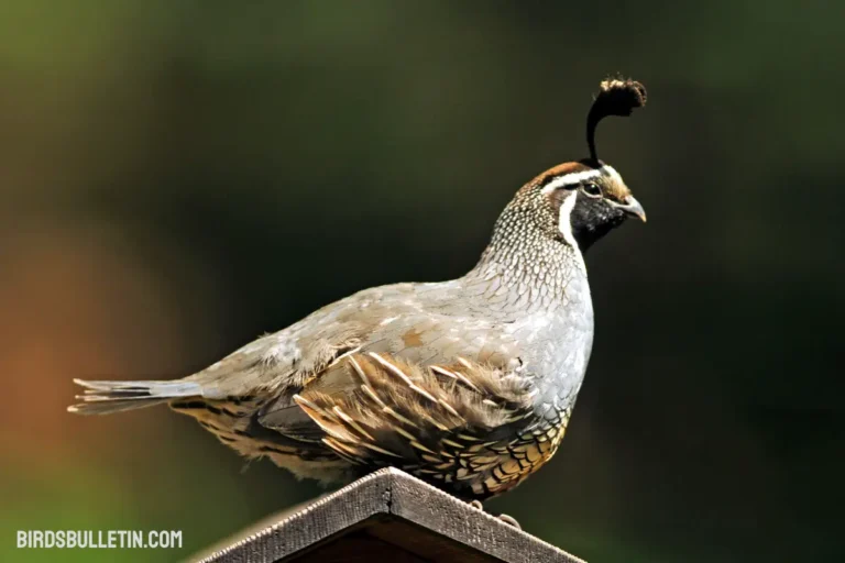 Callipepla Californica Achrustera