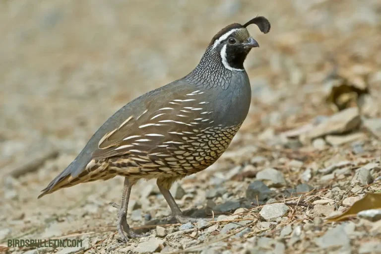 Callipepla Californica Brunnescens
