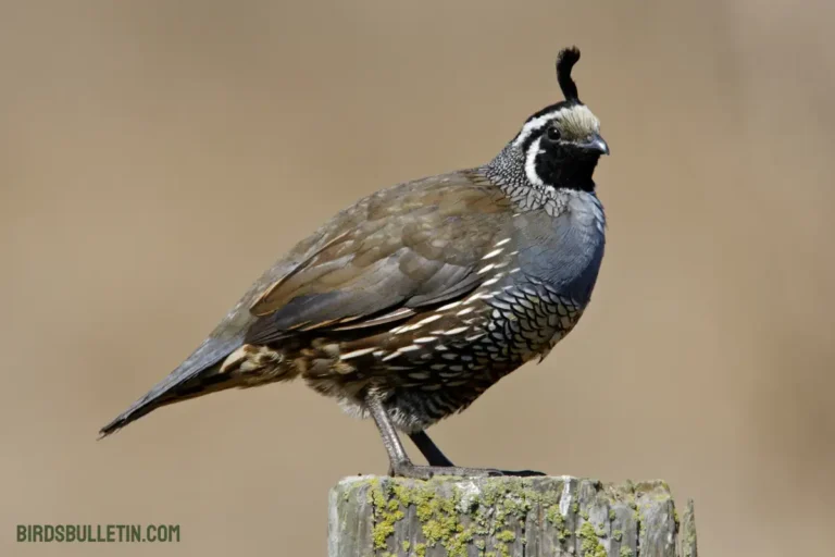 Callipepla Californica Canfieldae