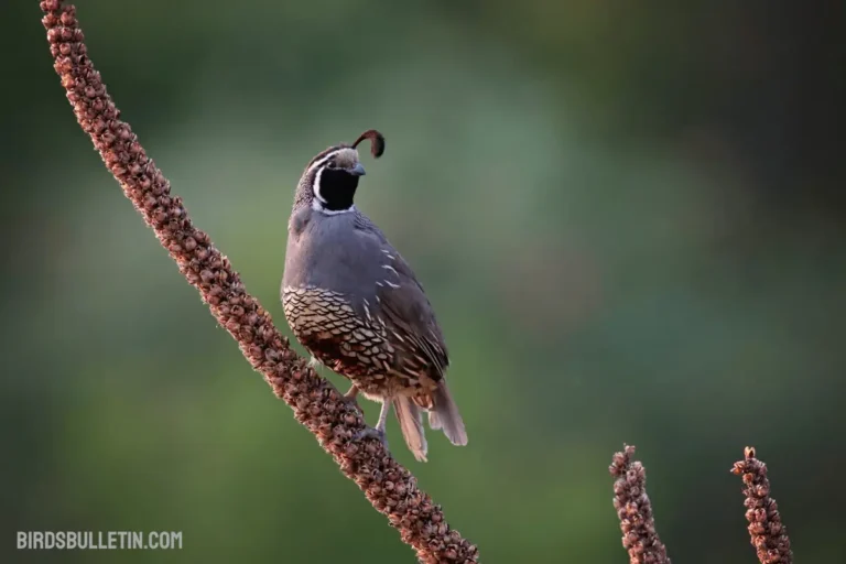 Callipepla Californica Orecta