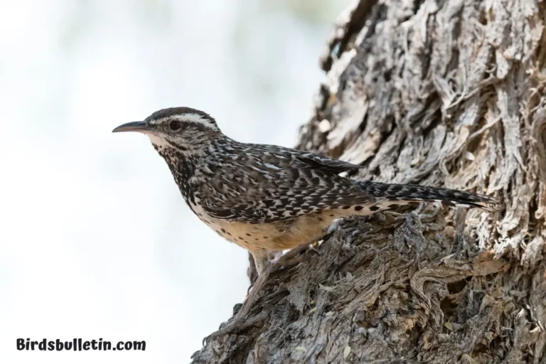 Campylorhynchus Brunneicapillus Brunneicapillus
