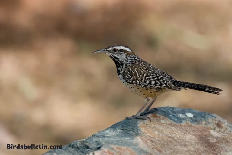 Campylorhynchus Brunneicapillus Bryanti