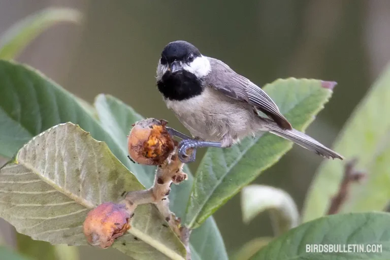 Carolina Chickadee Overview