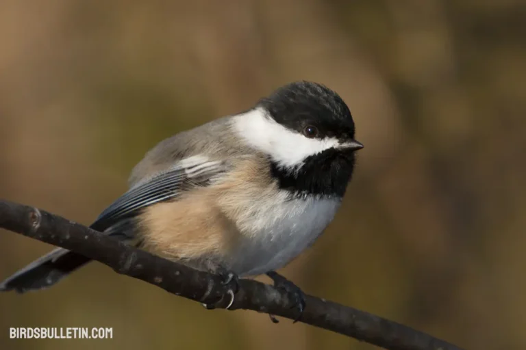 Charming Black-Capped Chickadee Overview