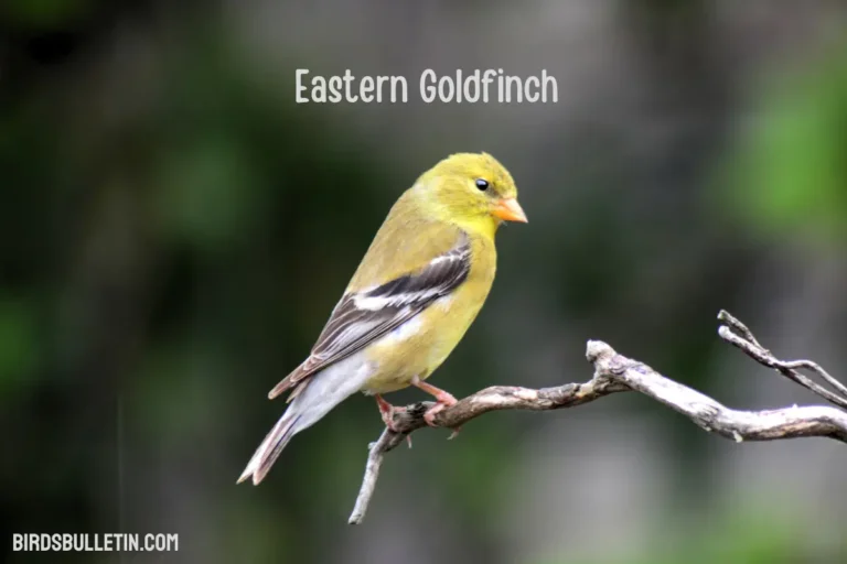 Overview Of the Eastern Goldfinch