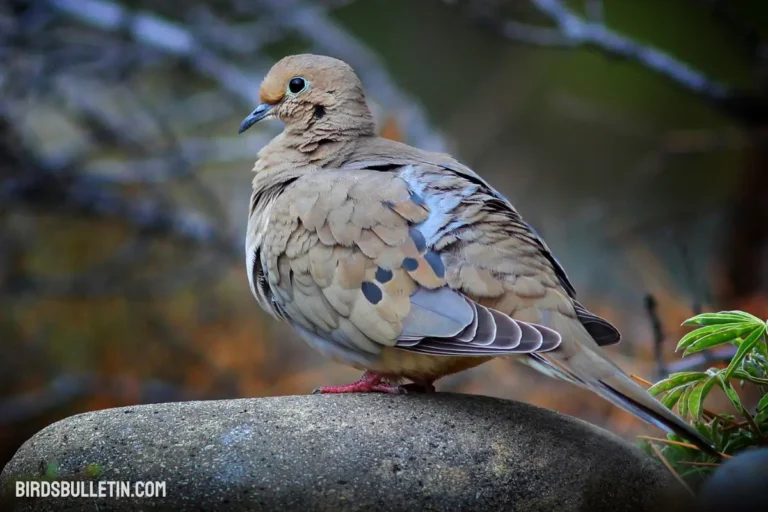 Eastern Mourning Dove: Symbol Of Peace