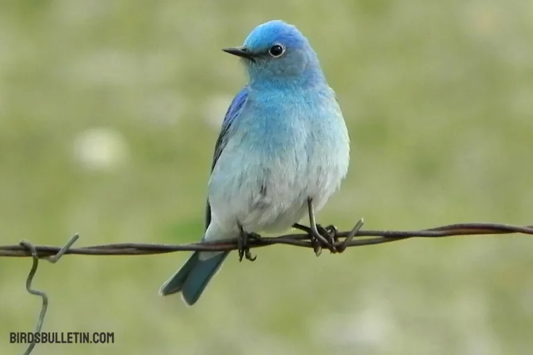 Mountain Bluebird: Behavior, Migration, And More