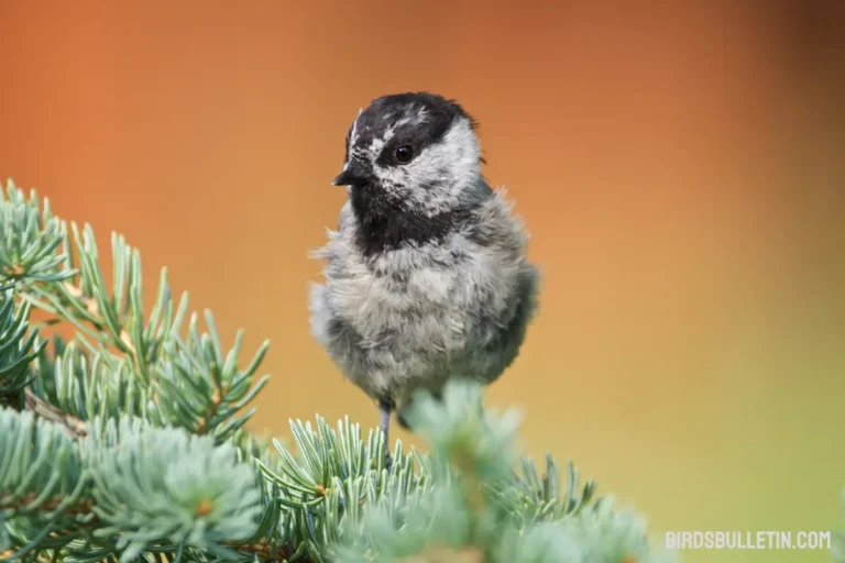 Mountain Chickadee: Behavior And Nesting Guide